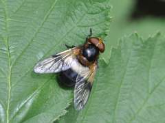 Volucella pellucens